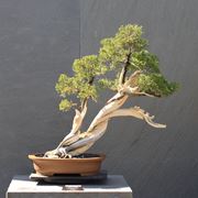 bonsai ginepro 