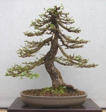 bonsai senza foglie 