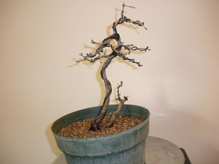 bonsai spoglio