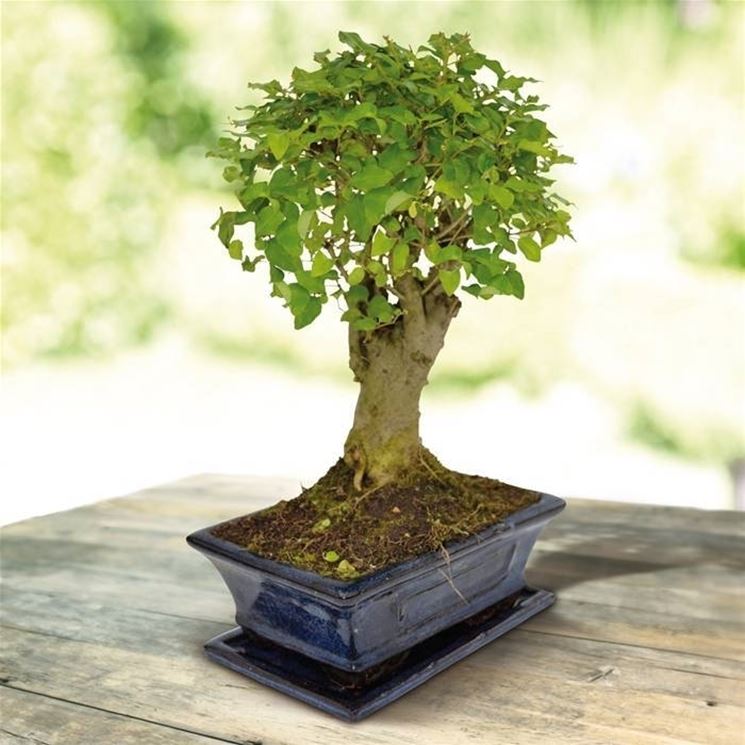 bonsai ligustrum