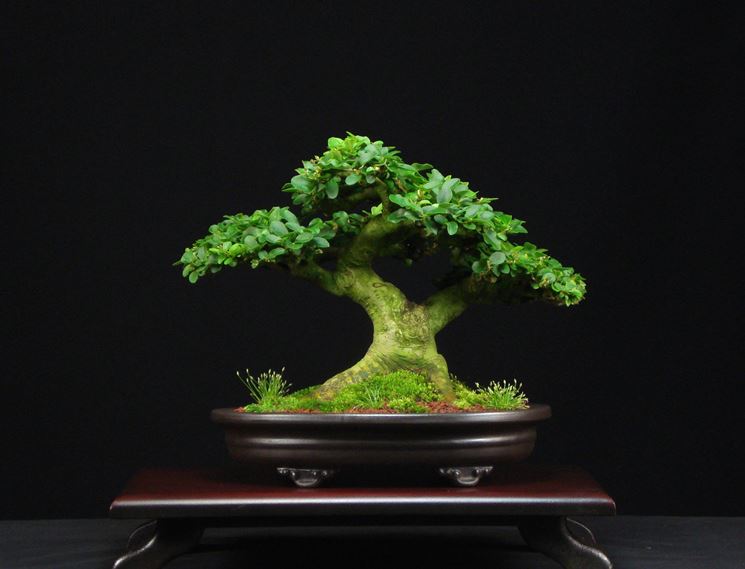 bonsai di ligustro