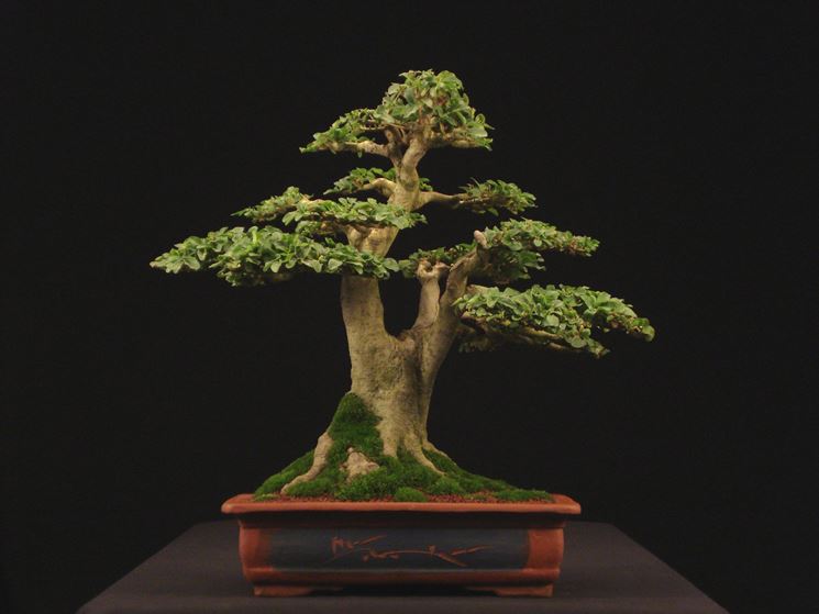 bonsai ligustrum