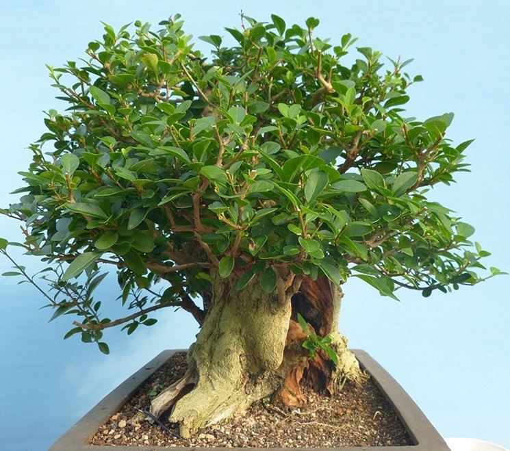 bonsai ligustro