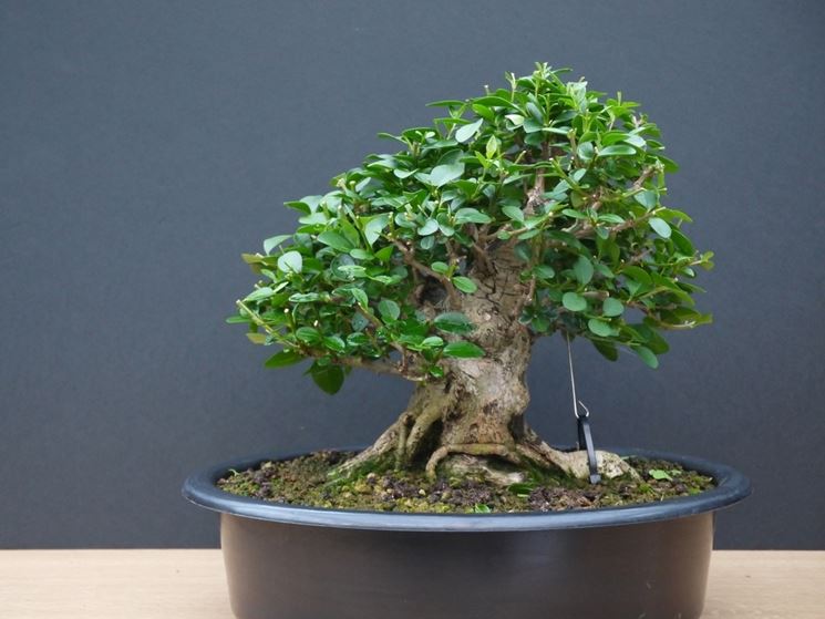 bonsai di ligustro
