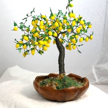 Bonsai limone cure 