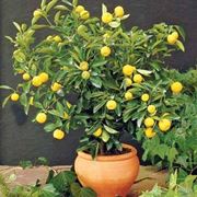 bonsai limone