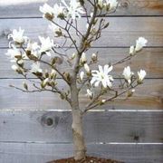 Bonsai magnolia 