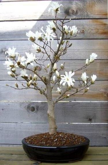 Bonsai magnolia 