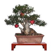 bonsai melograno 