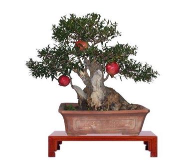 bonsai melograno 