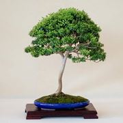 bonsai mirto