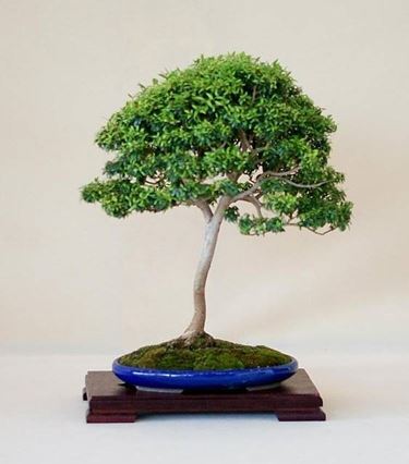 bonsai mirto