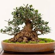 Come potare i bonsai, tutti i segreti - Villegiardini