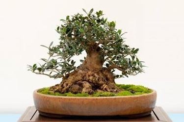 Curare bonsai olivo 