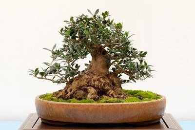 Come Curare Un Bonsai Di Olivo Fare Bonsai