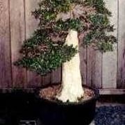 ulivo bonsai