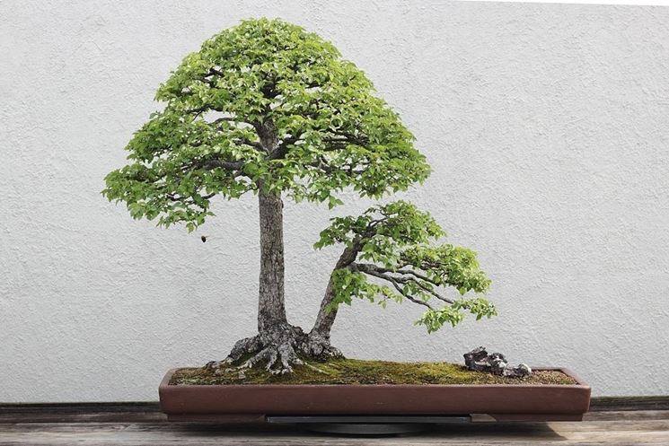 bonsai di olmo