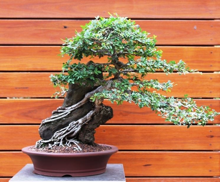 bonsai di olmo