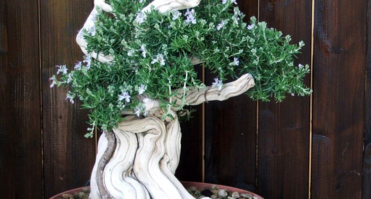 bonsai rosmarino curvo 