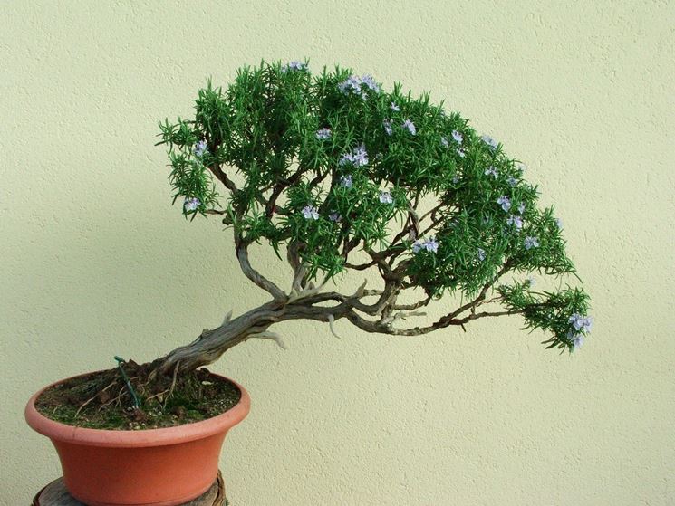 Come Curare Un Bonsai Di Rosmarino Fare Bonsai Curare Un Bonsai Di Rosmarino