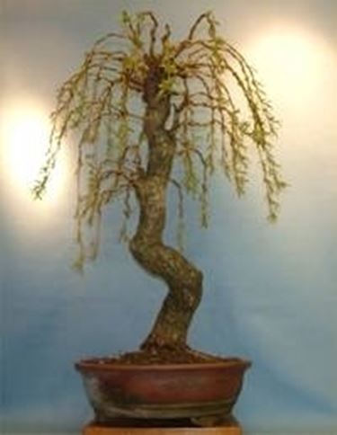 bonsai spoglio 