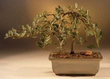 bonsai malato 