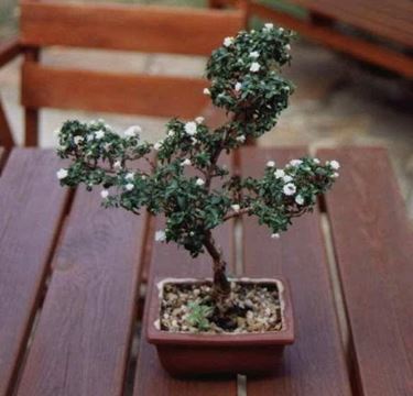 fioritura bianca bonsai di Serissa
