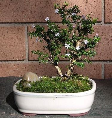 fiori rosa bonsai Serissa giapponese