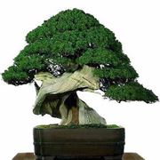 Bonsai vite 