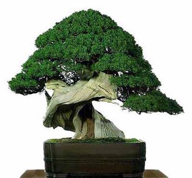 Bonsai vite 