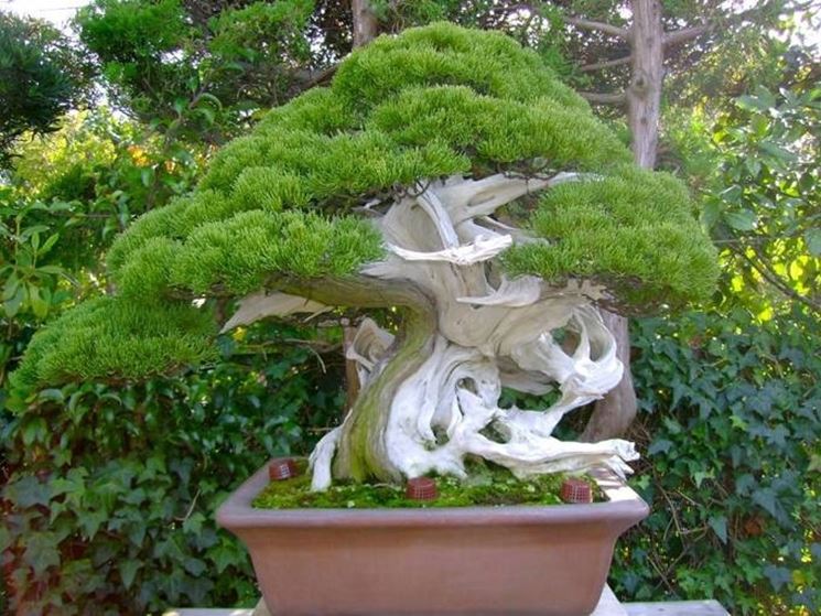 bonsai vite grandezza 