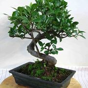 Pianta di bonsai