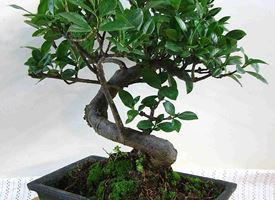 Come curare un bonsai 