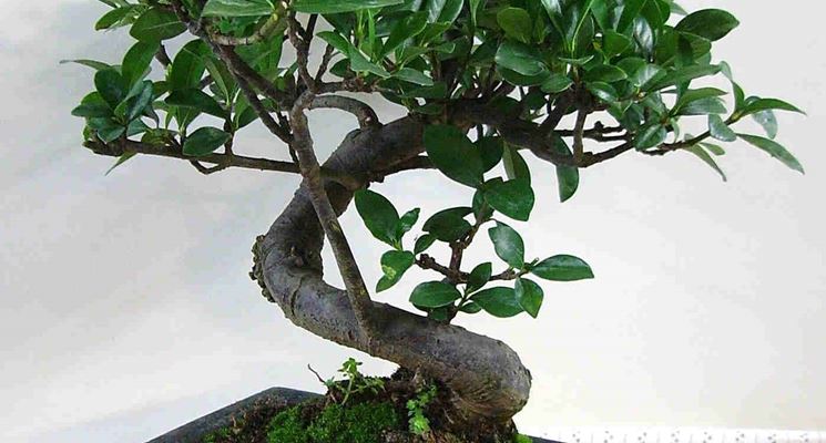 Pianta di bonsai