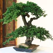 bonsai artificiale