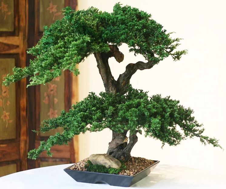 bonsai artificiale