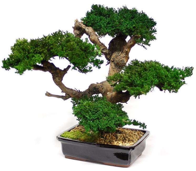 Ficus Bonsai Artificiale ROMILDA In Ciotola - Pianta Finta Da Interno, Altezza 45 Cm, Verde, Per Ufficio E Casa, Decorazione Senza Manutenzione