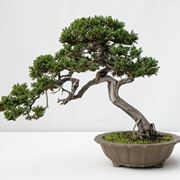 Come potare i bonsai, tutti i segreti - Villegiardini