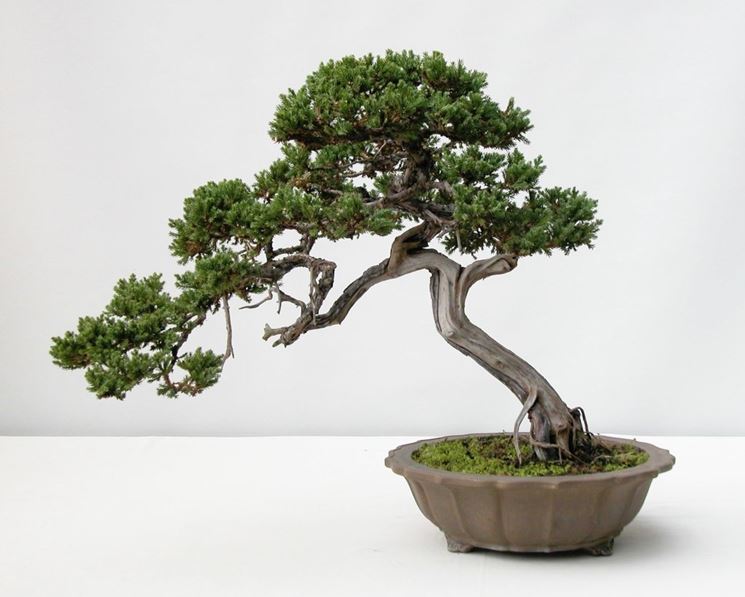 bonsai