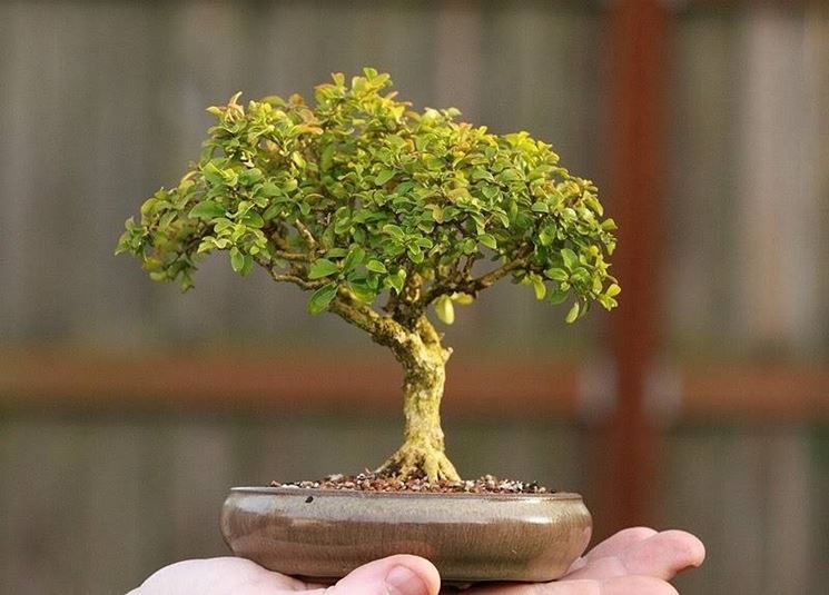 bonsai