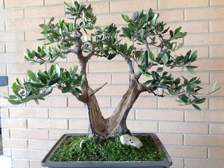 bonsai di ulivo