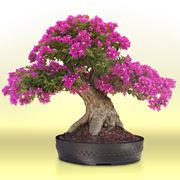 bonsai1