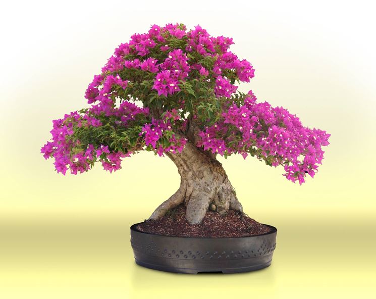 Creare Un Bonsai Da Zero Fare Bonsai Creare Un Bonsai Da