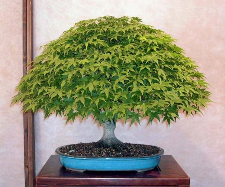 Esempio di bonsai di acero. Fonte: www.bonsaiclubtorino.it.