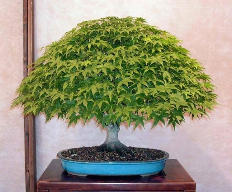 Creare Un Bonsai Di Acero Fare Bonsai Creare Un Bonsai Di Acero