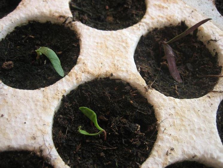 Esempio di semina bonsai di acero. Fonte: www.forum.gairdinaggio.it