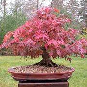 come fare un bonsai