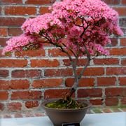 Bonsai di rose da esterno