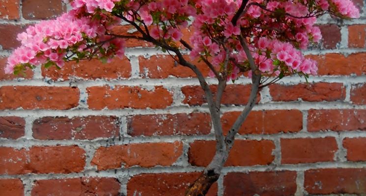 Bonsai di rose da esterno