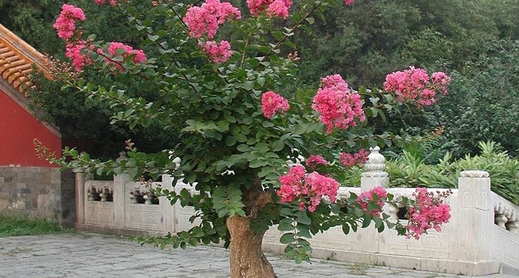 Grande bonsai di rose da giardino